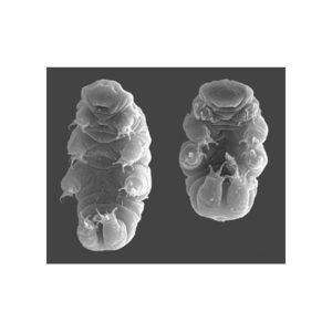 Microscopic water bears, also known as tardigrades (https://www.esa.int/esearch?q=space+bears)